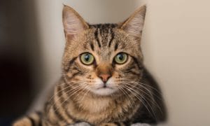 Brindleway Toygers cattery