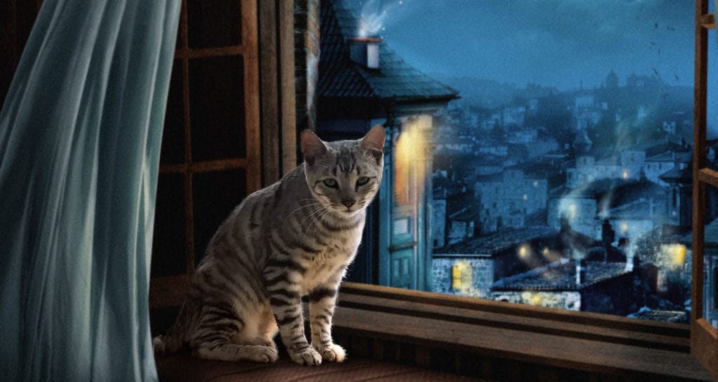 Toyger in the window