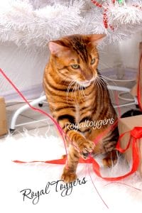 Royal Toygers Cattery