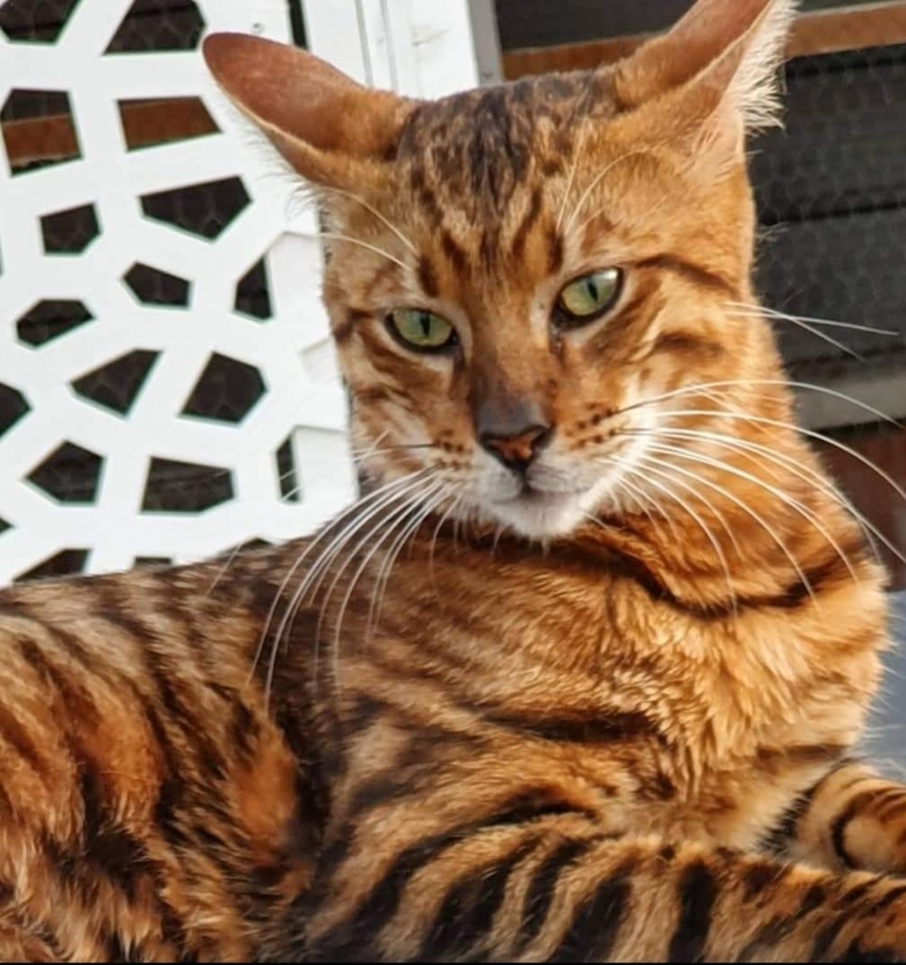 Toyger Cat Breed Information Cats Ghy